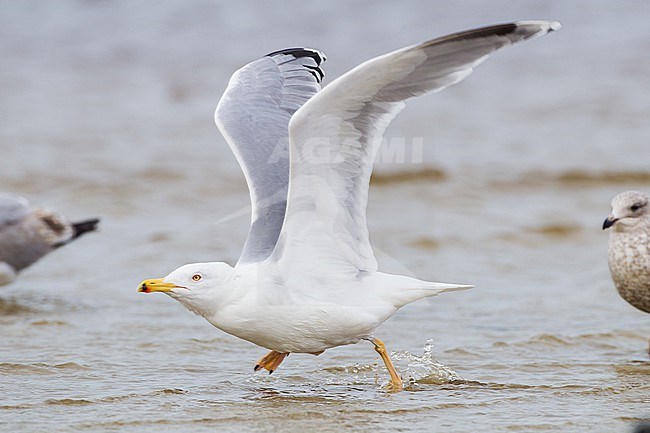 Yellow-legged Gull, Larus michahellis, adult winter standing in water seen from side stock-image by Agami/Menno van Duijn,