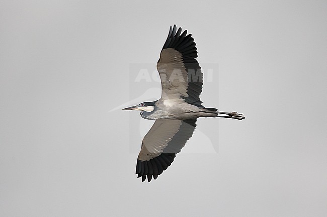 Adult black-headed heron (Ardea melanocephala) in breeding plumage, found in Kisoro in Uganda stock-image by Agami/Mathias Putze,