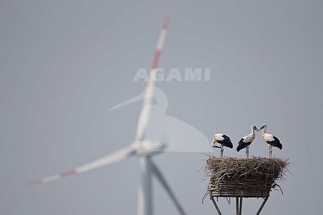 Juvenile White Storks (Ciconia ciconia) on the aerie and a wind turbine in the background stock-image by Agami/Mathias Putze,