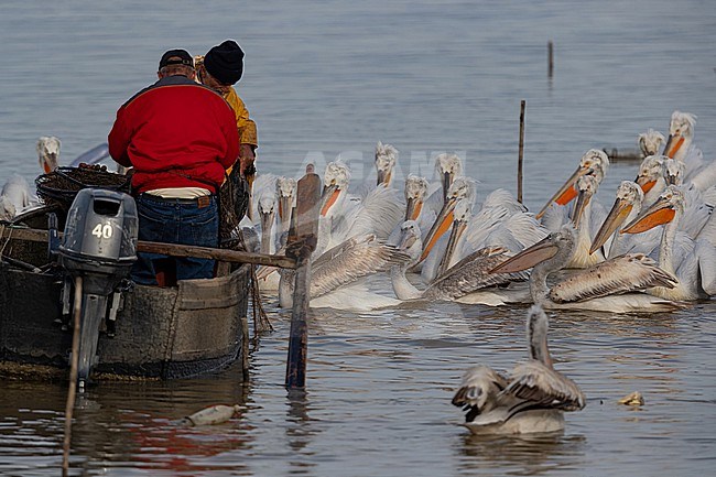 A group of Dalmatian pelicans (Pelecanus crispus) waiting for fish from fishermen while these remove a dead Cormorant from the nets stock-image by Agami/Mathias Putze,