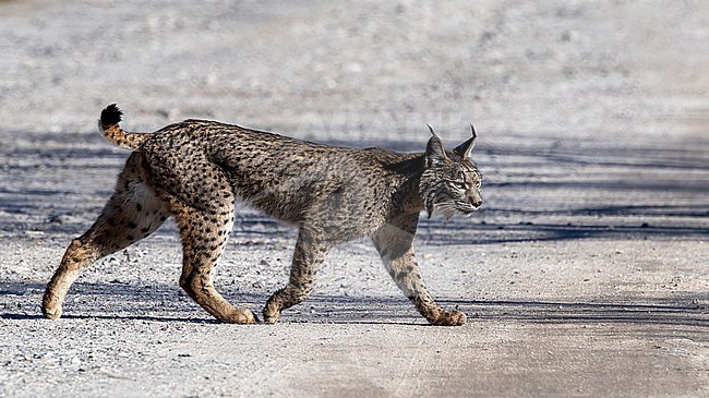 A young male Iberian Lynx (Lynx pardinus) in the Spanish Andujar mountains stock-image by Agami/Roy de Haas,