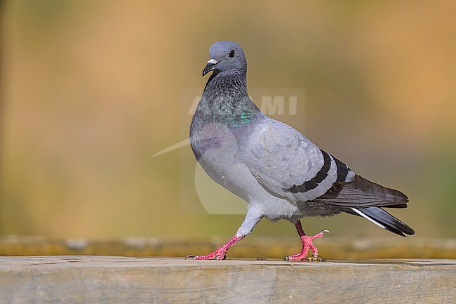 Rock dove, Columba livia, perched on a trough. stock-image by Agami/Sylvain Reyt,