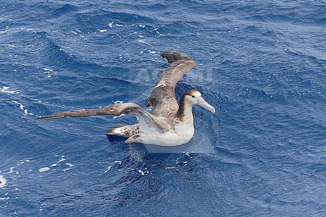 Immature Short-tailed Albatross (Phoebastria albatrus) at sea off Torishima island, Japan. Also known as Steller's albatross. Swimming at sea. stock-image by Agami/Marc Guyt,