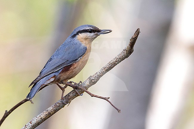 Eurasian Nuthatch (Sitta europaea) perched on a branch stock-image by Agami/Daniele Occhiato,