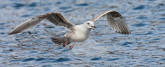  stock-image by Agami/Marc Guyt,