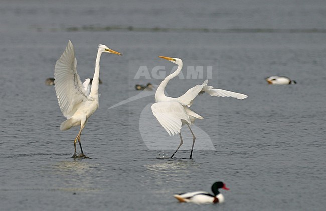 Vechtende Grote Zilverreiger; Fighting Great Egret stock-image by Agami/Reint Jakob Schut,