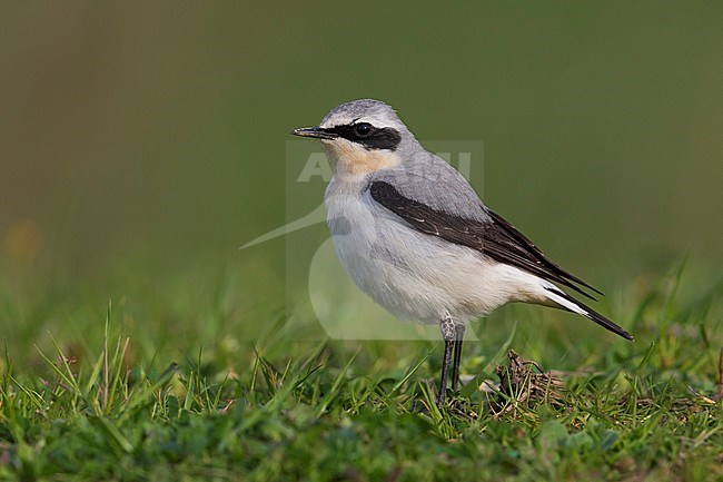 Mannetje Tapuit, Male Northern Wheatear stock-image by Agami/Daniele Occhiato,
