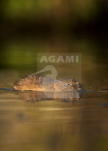 Woelrat zwemmend,  European water vole swimming stock-image by Agami/Danny Green,