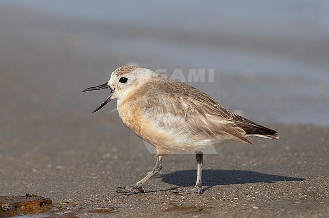 New Zealand Dotterel (Charadrius obscurus) at the coast of North Island, New Zealand. Adult bird walking and calling on a sandy beach. stock-image by Agami/Marc Guyt,