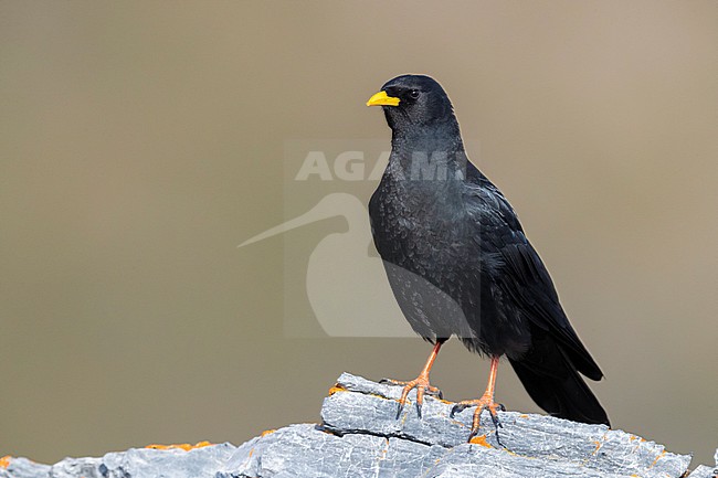 Alpine Chough (Pyrrhocorax graculus), adult standing on a rock, Trentino-Alto Adige, Italy stock-image by Agami/Saverio Gatto,