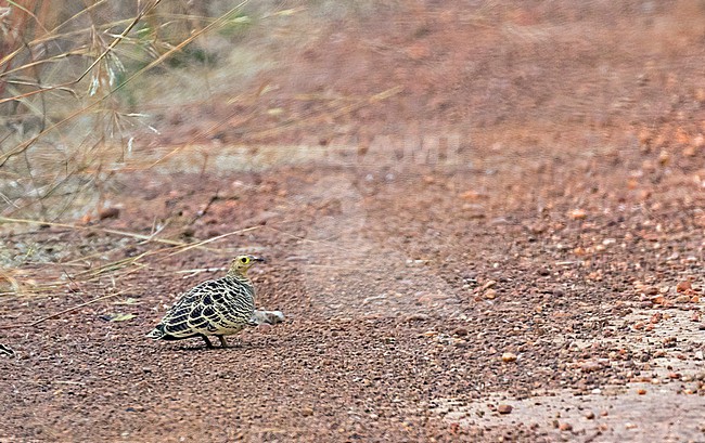 Four-banded Sandgrouse (Pterocles quadricinctus) in Ghana. Male standing on the road. stock-image by Agami/Pete Morris,