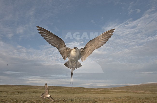 Long-tailed Skua adult defending its nest; Kleinste Jager volwassen zijn nest verdedigend stock-image by Agami/Jari Peltomäki,