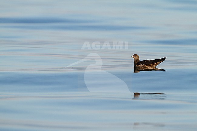 Kleine Jager; Arctic Skua; Stercorarius parasiticus, Germany, 1st cy stock-image by Agami/Ralph Martin,