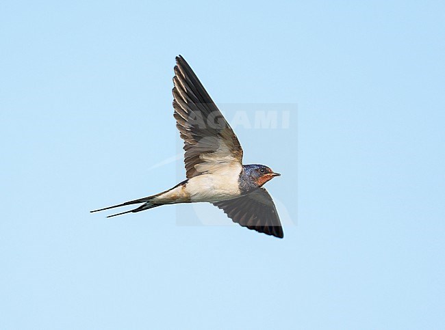 Adult Barn Swallow (Hirundo rustica) flying in blue sky showing underside stock-image by Agami/Ran Schols,