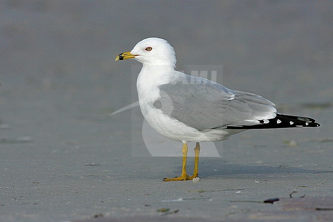 Adult
Pinellas Co., FL
February 2006 stock-image by Agami/Brian E Small,