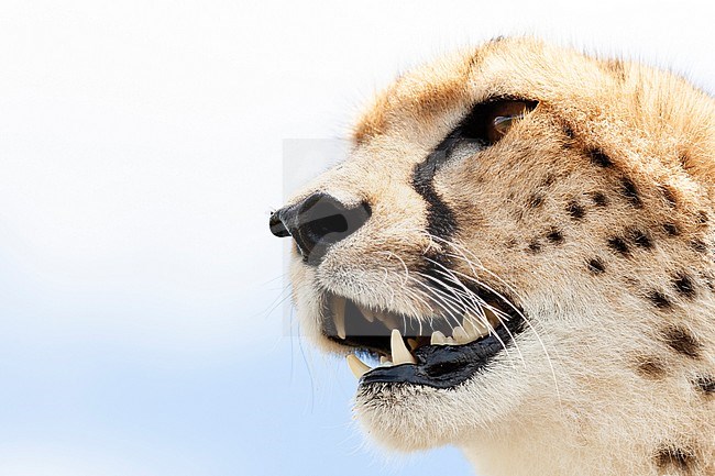 Cheetah (Acinonyx jubatus) portrait stock-image by Agami/Caroline Piek,