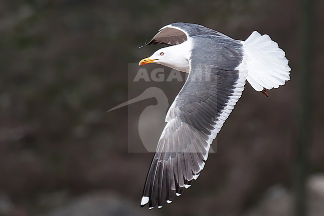 Heuglin's Gull (Larus heuglini), adult bird in flight in Finland stock-image by Agami/Kari Eischer,