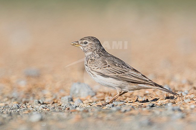 Adult Lesser Short-toed Lark (Alaudala rufescens apetzii) standing on the ground in Spain. stock-image by Agami/Ralph Martin,