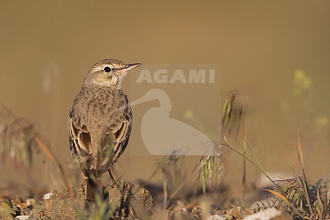 Tawny Pipit - Brachpieper - Anthus campestris ssp. griseus, Kazakhstan, adult stock-image by Agami/Ralph Martin,