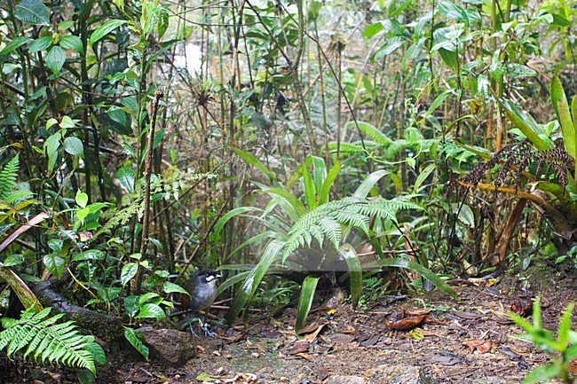 Jocotocomierpitta op bosbodem; Jocotoco Antpitta on forest floor stock-image by Agami/Marc Guyt,