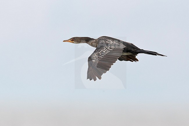  stock-image by Agami/Mathias Putze,