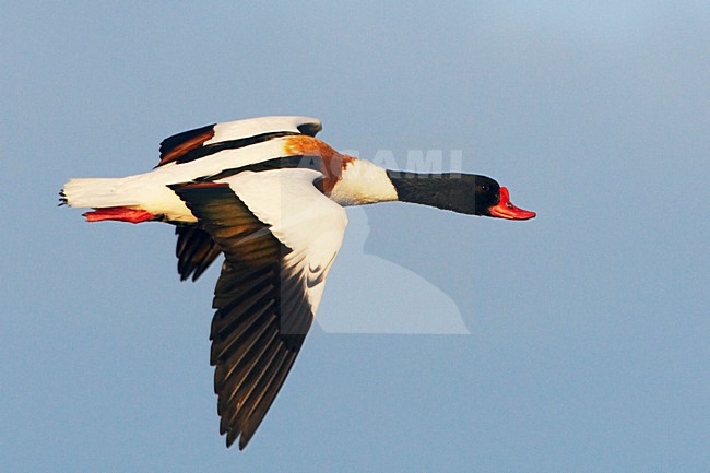 Bergeend vliegend; Common Shelduck flying stock-image by Agami/Jari Peltomäki,