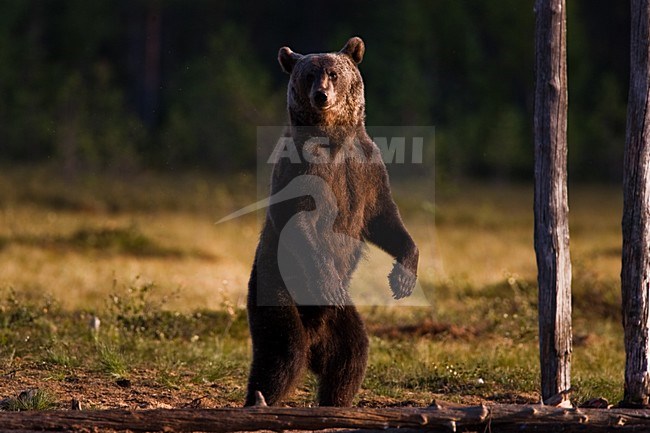 Bruine Beer in Fins bos, Brown Bear in Finnish forest stock-image by Agami/Menno van Duijn,