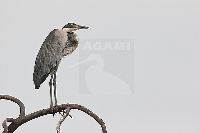 immature black-headed heron (Ardea melanocephala) found at lake Albert in Uganda stock-image by Agami/Mathias Putze,