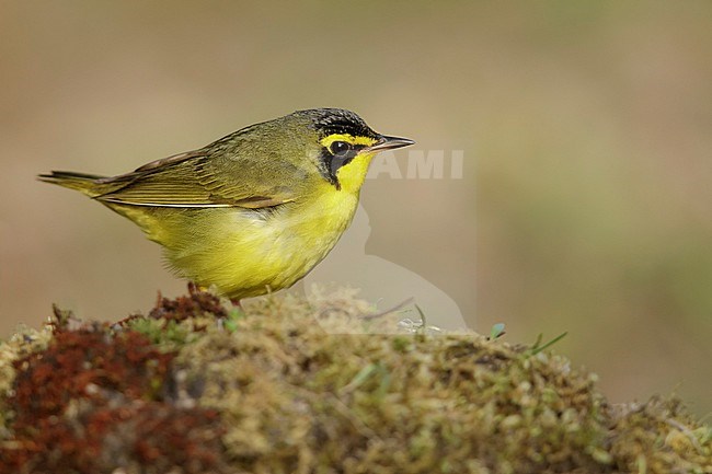 Adult male Kentucky Warbler (Geothlypis formosa) during spring migration at Galveston County, Texas, USA. stock-image by Agami/Brian E Small,