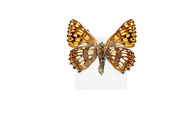 Duke of Burgundy Fritillary, Sleutelbloemvlinder, Hamearis lucina stock-image by Agami/Wil Leurs,