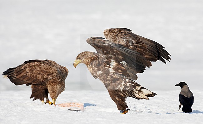 Zeearenden onvolwassen zittend in sneeuw met prooi; White-tailed Eagles immature perched in snow with prey stock-image by Agami/Markus Varesvuo,