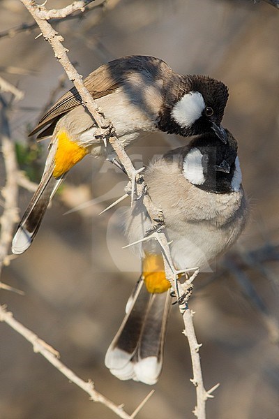 White-eared Bulbul, Couple perched on a branch, Khatmat Milalah, Al Batinah, Oman (Pycnonotus  leucotis) stock-image by Agami/Saverio Gatto,