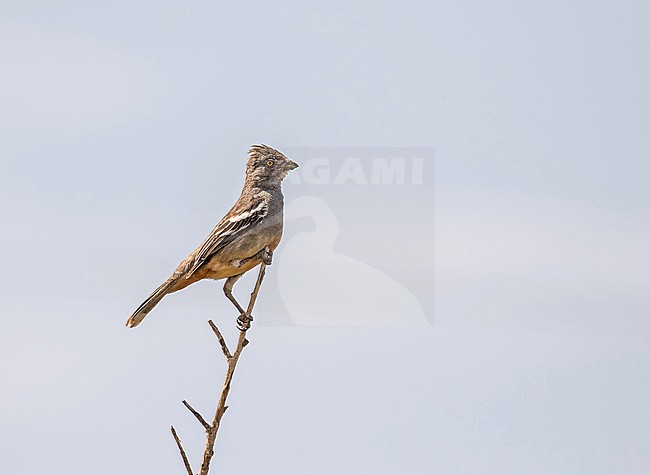 Peruvian Plantcutter (Phytotoma raimondii) in Northern Peru. stock-image by Agami/Pete Morris,