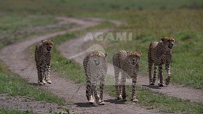 Front view of a coalition of four Cheetahs, (Acinonyx jubatus) walking. Kenya stock-image by Agami/Markku Rantala,