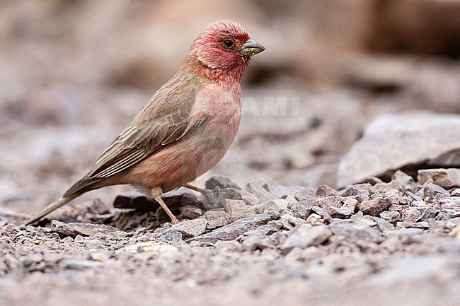 Male Sinai Rosefinch (Carpodacus synoicus) in a desert canyon near Eilat, Israel stock-image by Agami/Marc Guyt,