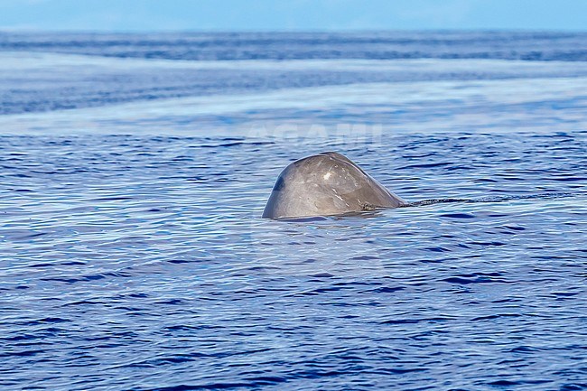 Sperm Whale surface in Bank of fortune, off Graciosa. August 2012. stock-image by Agami/Vincent Legrand,