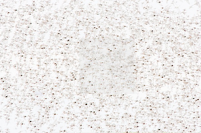 Bonte Strandlopers op trek; Dunlins migrating stock-image by Agami/Menno van Duijn,