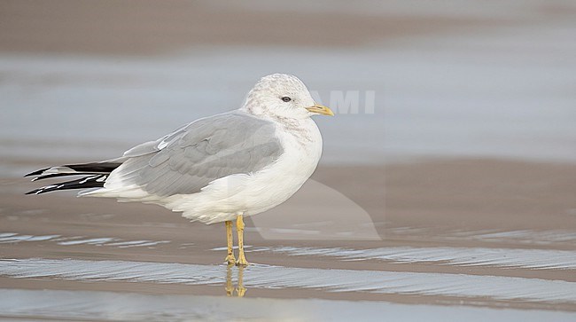 Short-billed gull (Larus brachyrhynchus) in North America.
Also know as Mew Gull. stock-image by Agami/Ian Davies,