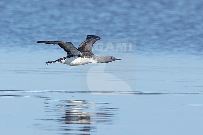 Adult breeding Red-throated Diver (Gavia stellata) in flight at Churchill, Manitoba, Canada.
June 2017 stock-image by Agami/Brian E Small,