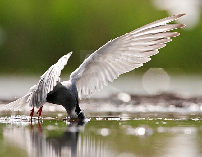 Witwangstern jagend op vis; Whiskered Tern hunting for fish stock-image by Agami/Marc Guyt,