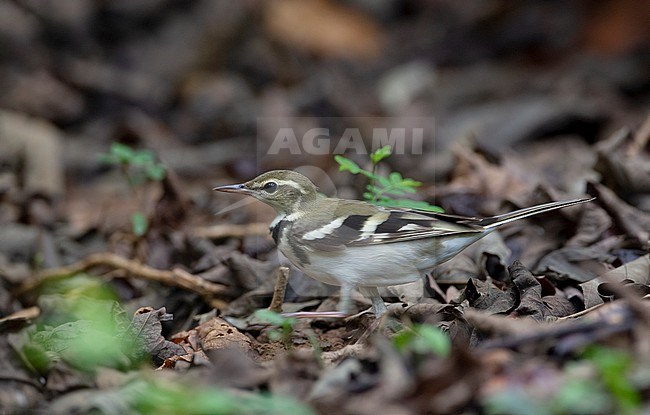 Forest Wagtail (Dendronanthus indicus) walking on ground in Kaeng Krachan National Park, Thailand stock-image by Agami/Helge Sorensen,