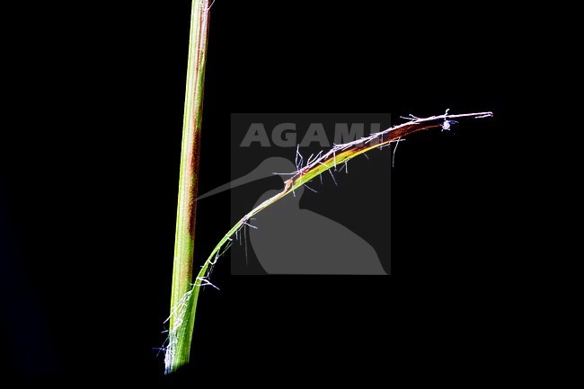 Great Woodrush stock-image by Agami/Wil Leurs,