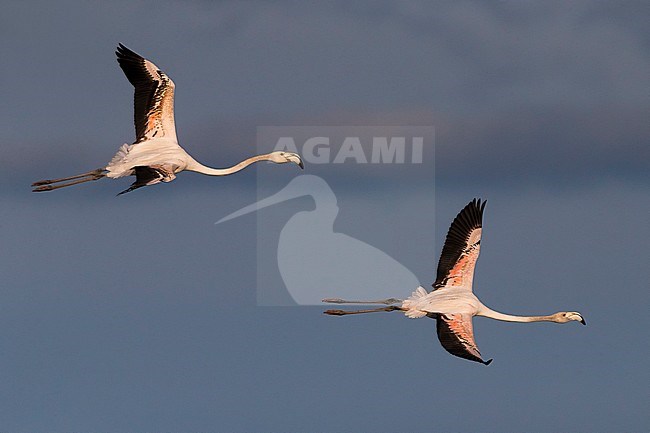 Greater Flamingo (Phoenicopterus roseus) in flight stock-image by Agami/Daniele Occhiato,