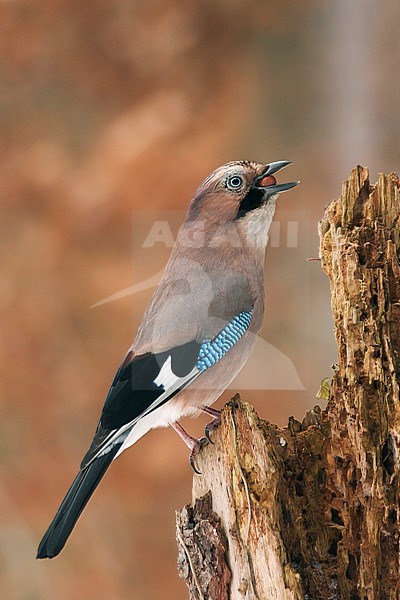 Eurasian Jay - Eichelhäher - Garrulus glandarius ssp. glandarius, Germany, adult stock-image by Agami/Ralph Martin,