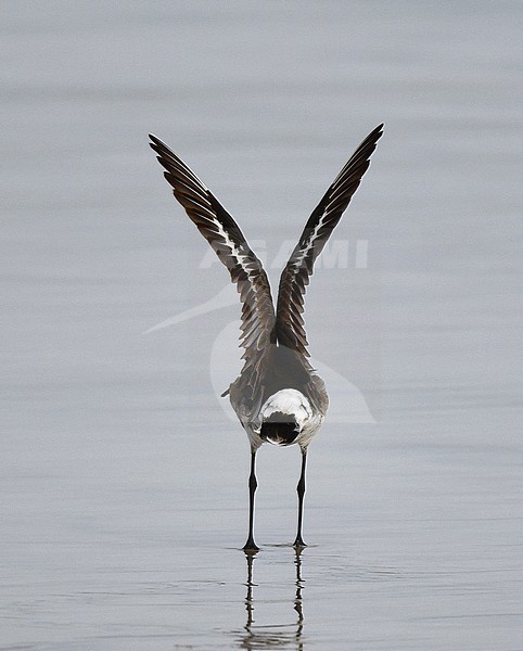 Vagrant Hudsonian Godwit (Limosa haemastica) on the Galapagos islands. Second or third record for the archipelago. Stretching its wings. stock-image by Agami/Laurens Steijn,