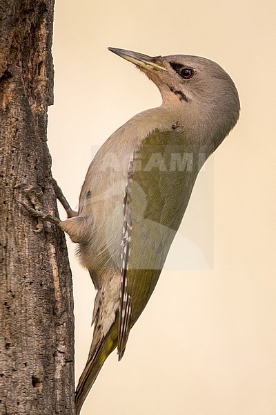 Grey-headed Woodpecker (Picus canus) foraging on a tree in the Danube delta in Romania. stock-image by Agami/Oscar Díez,