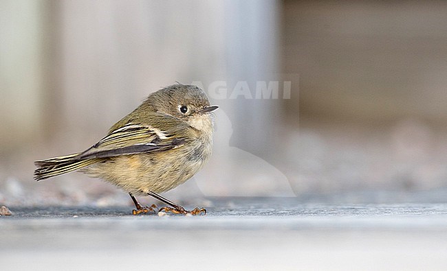 Ruby-crowned kinglet (Corthylio calendula) in North America, during autumn migration. Resting on the ground. stock-image by Agami/Ian Davies,