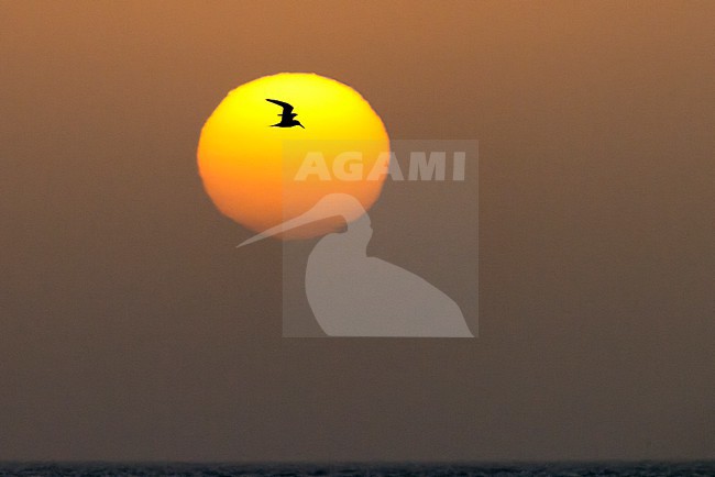 West African Crested Tern (Thalasseus albididorsalis) in flight at sunset over the Atlantic Ocean. stock-image by Agami/David Monticelli,