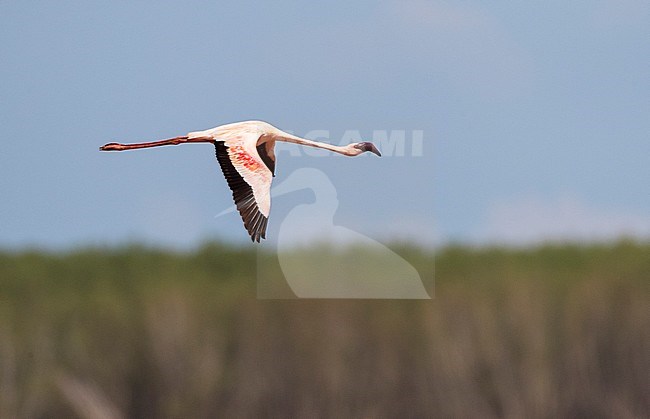 Kleine Flamingo; Lesser Flamingo (Phoeniconaias minor_ stock-image by Agami/Marc Guyt,