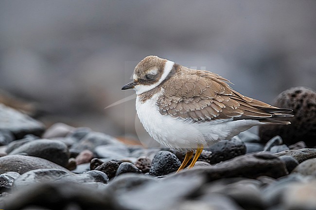 Common Ringed Plover (Charadrius hiaticula) adult winter perched stock-image by Agami/Daniele Occhiato,